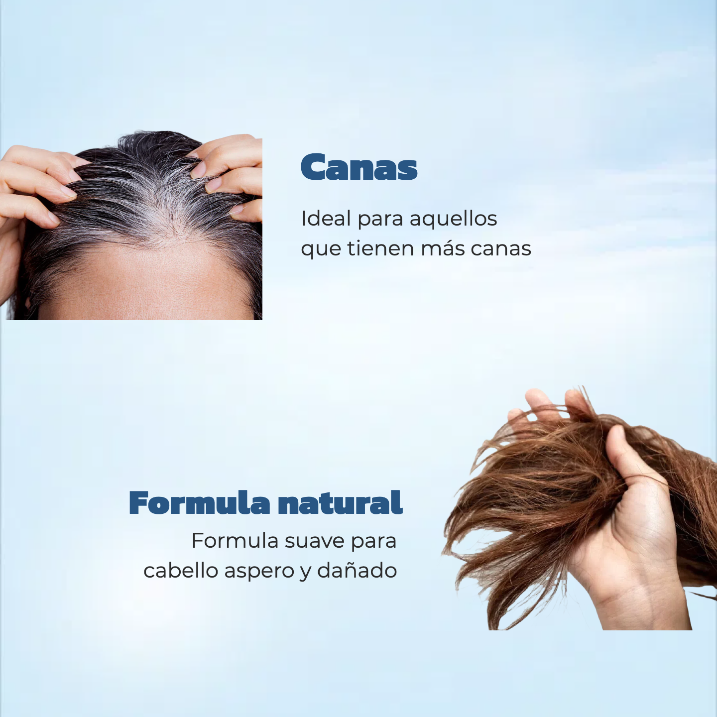 Champú + Tinte (12pz)
