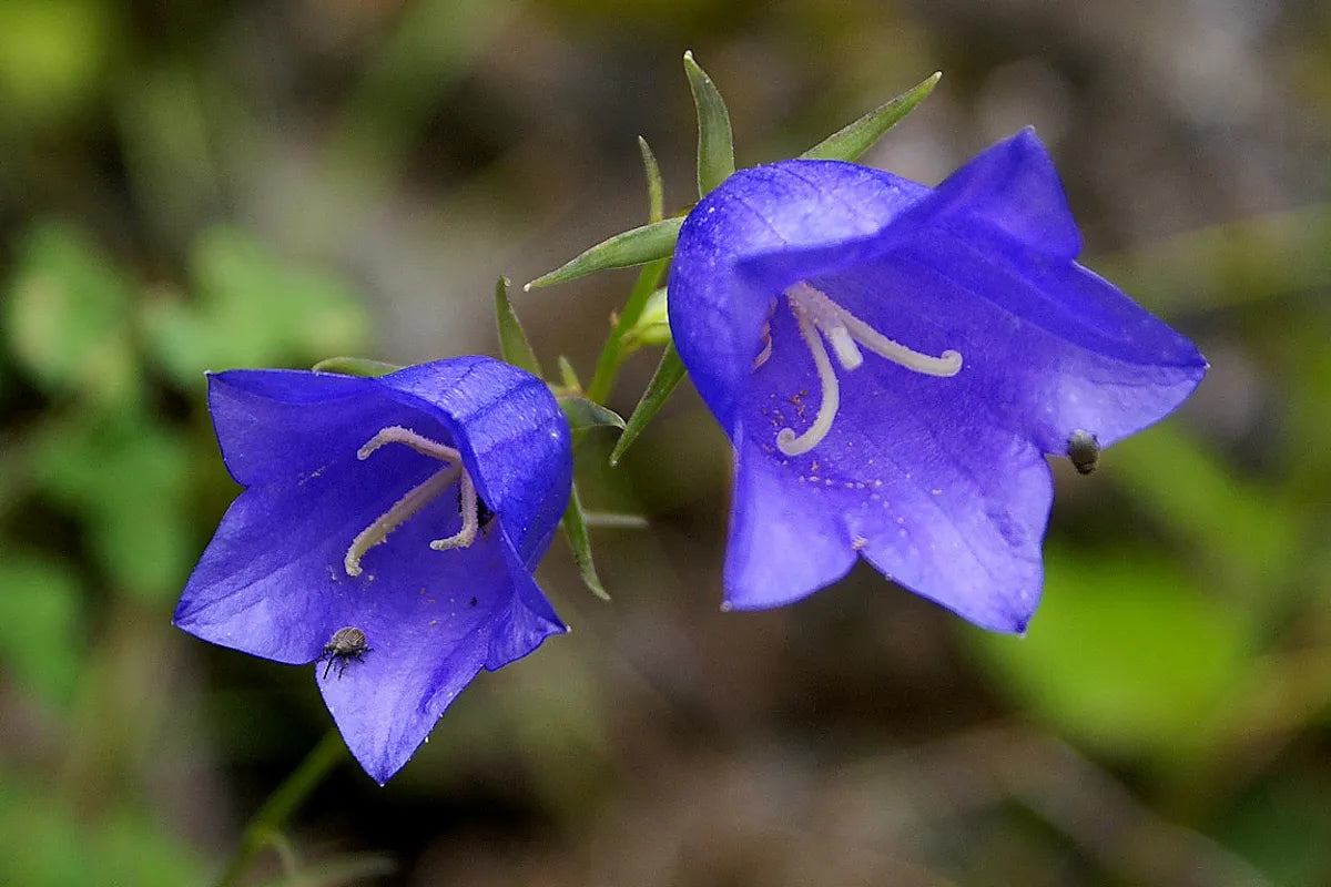 Gel de Ducha Campanilla azul (12pz)