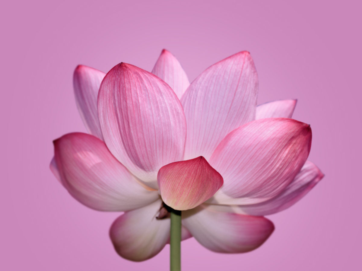 Limpiador facial espuma Flor de Loto (12pz)