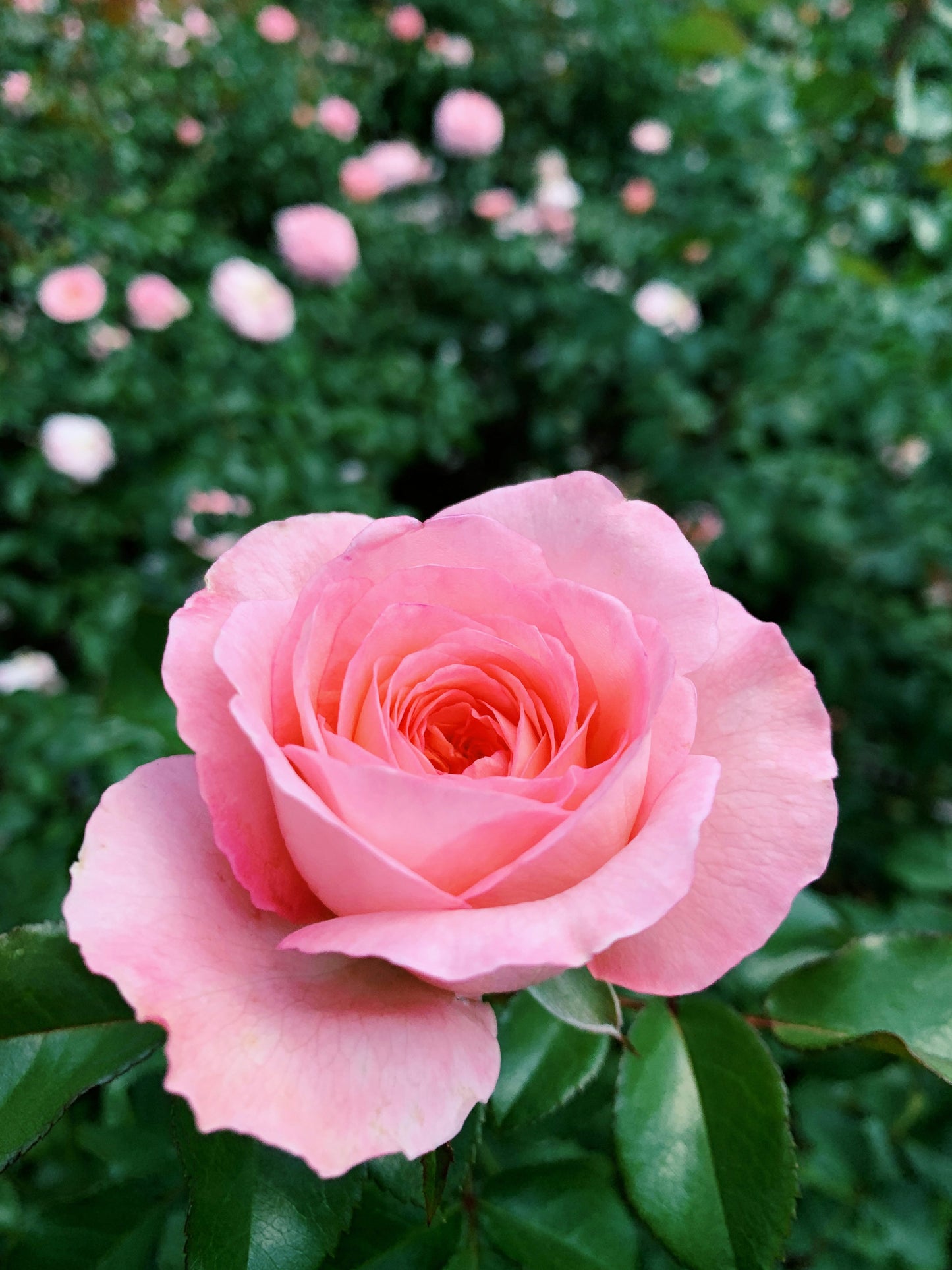 Limpiador facial espuma Rosa (12pz)