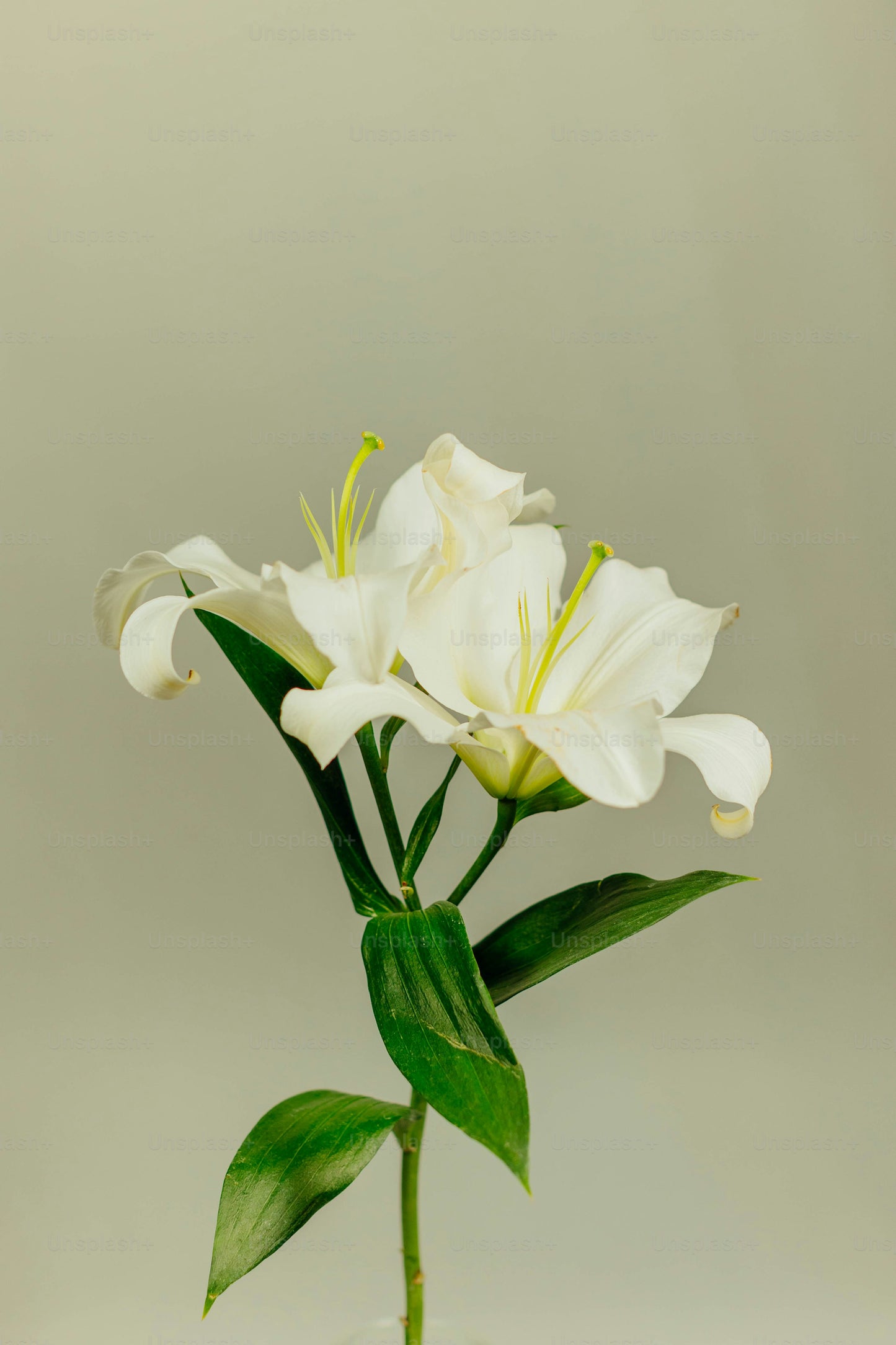 Limpiador facial espuma Flor de Lirio (12pz)